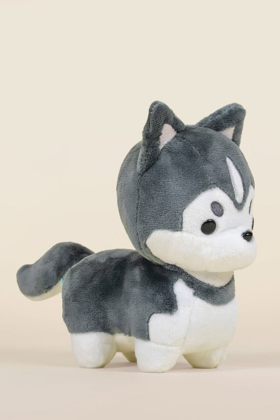 Mini Huski the Siberian Husky