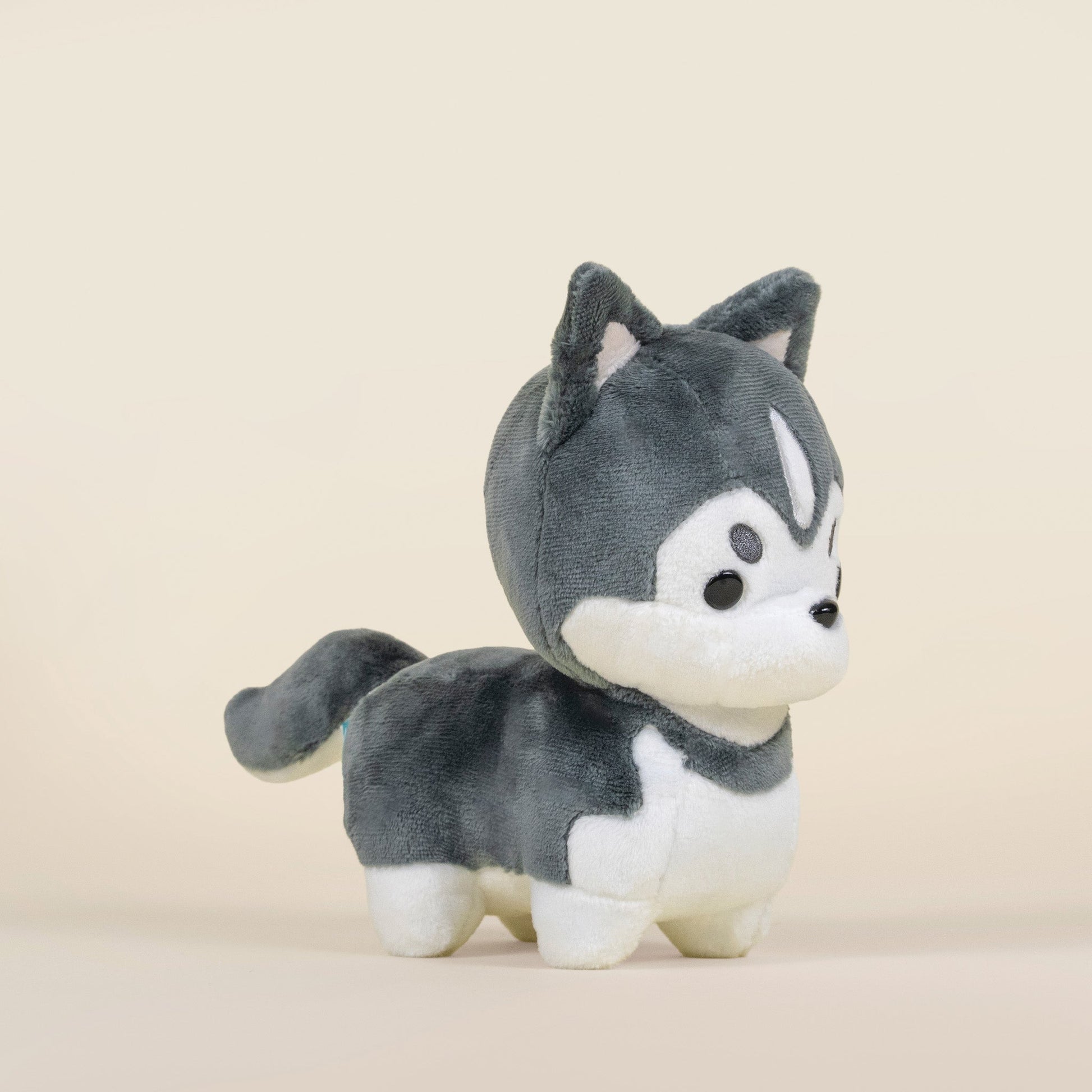 Mini Huski the Siberian Husky