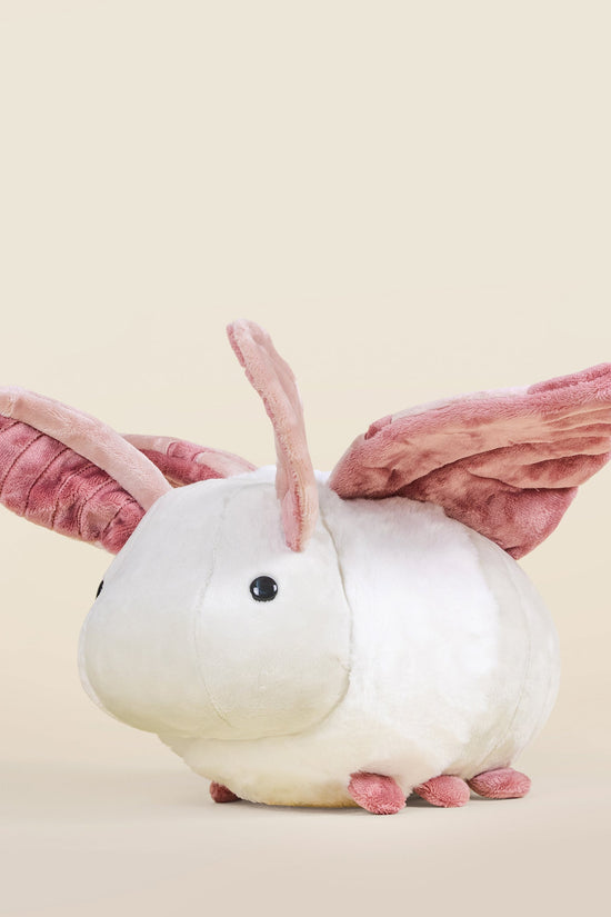 Mothi the Moth