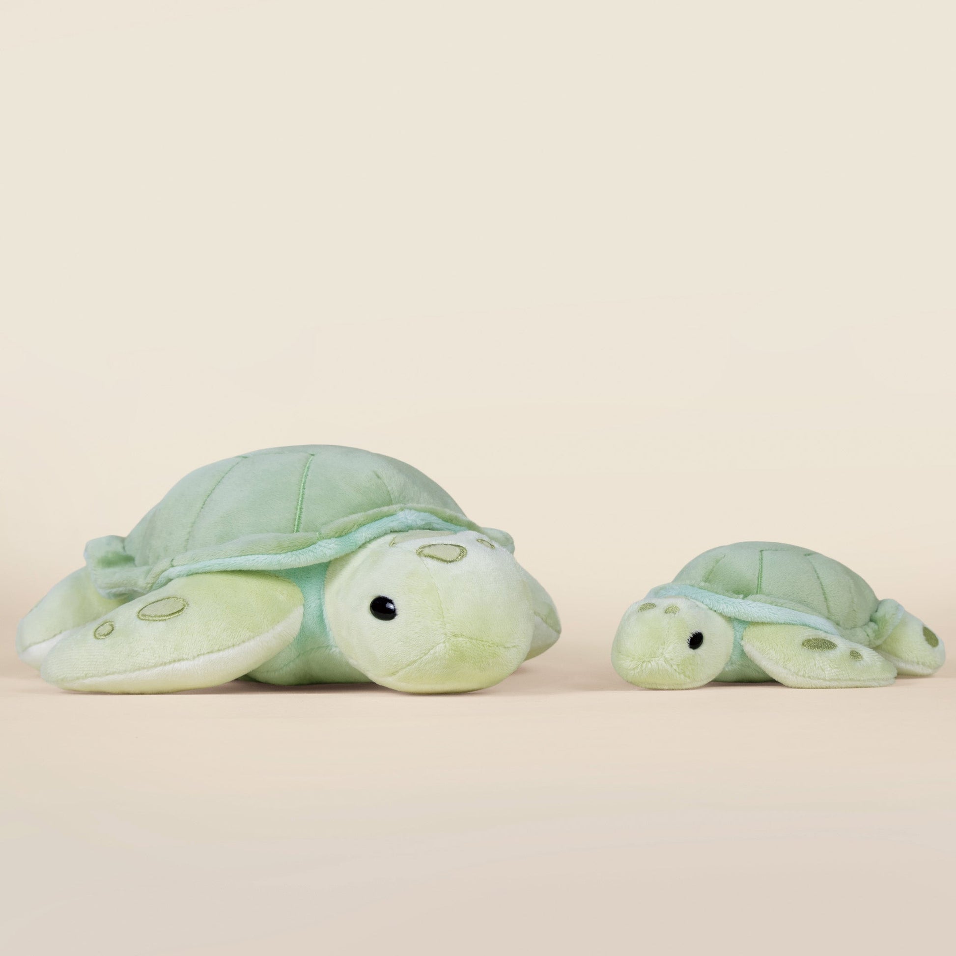 Sea Torti the Sea Turtle