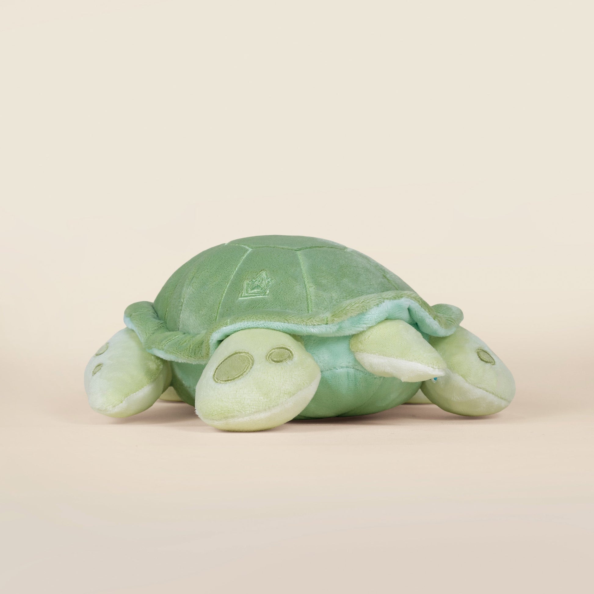 Sea Torti the Sea Turtle