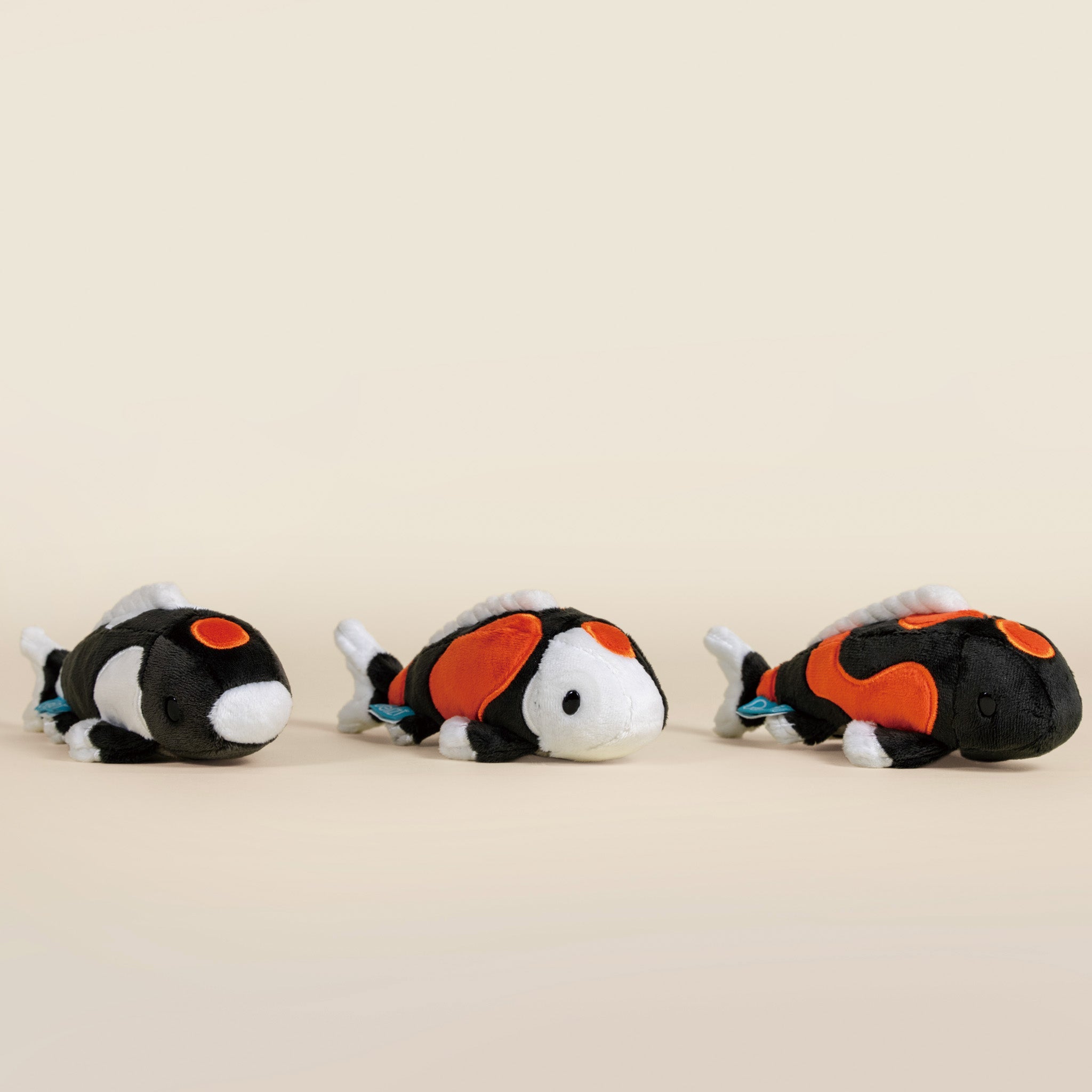 Mini Showa Koi the Koi Fish- Mystery Style