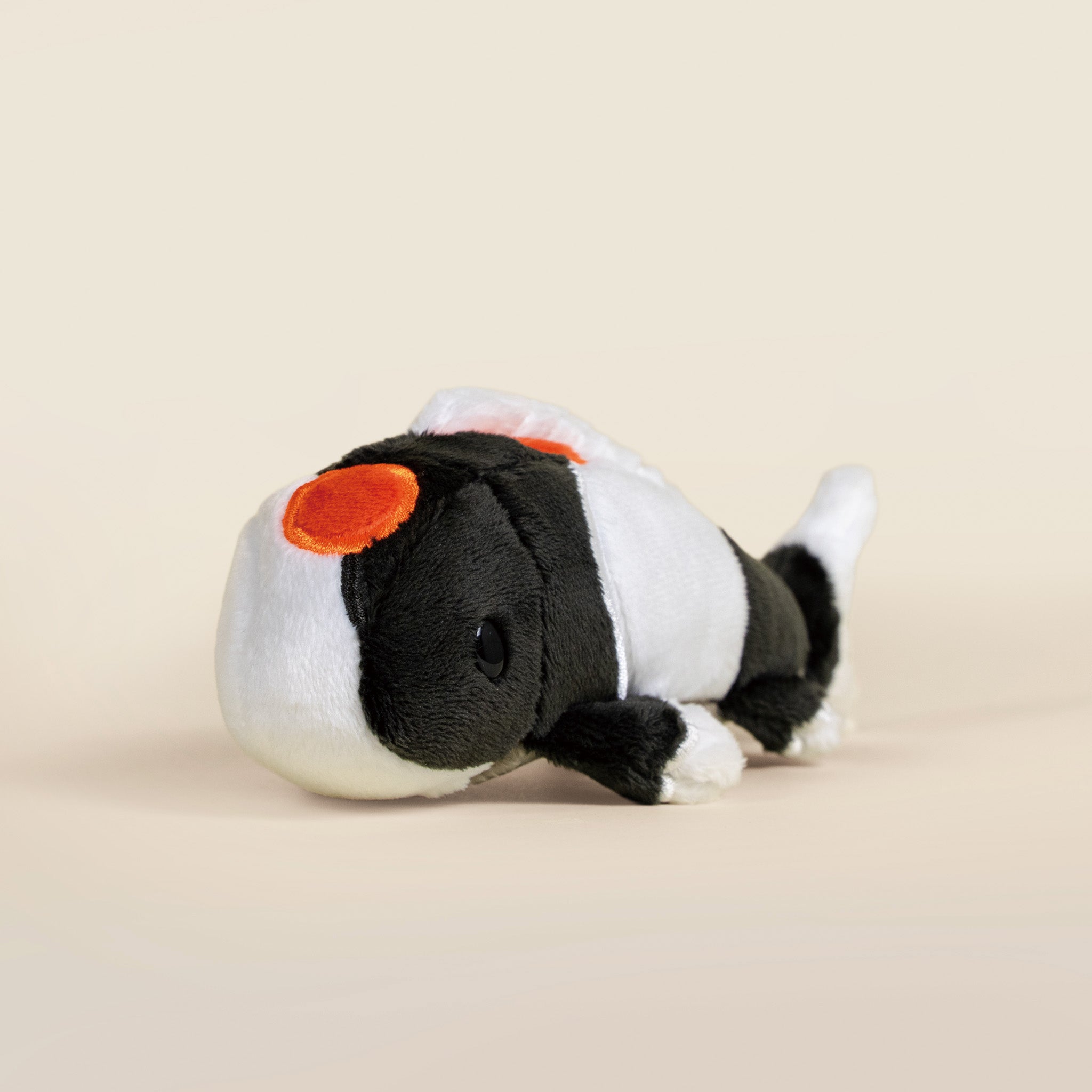 Mini Showa Koi the Koi Fish- Mystery Style